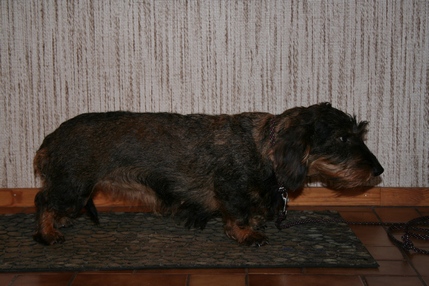 Innerstu Hebe